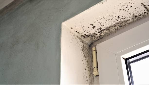 Best Mold Odor Removal Services  in Sartell, MN