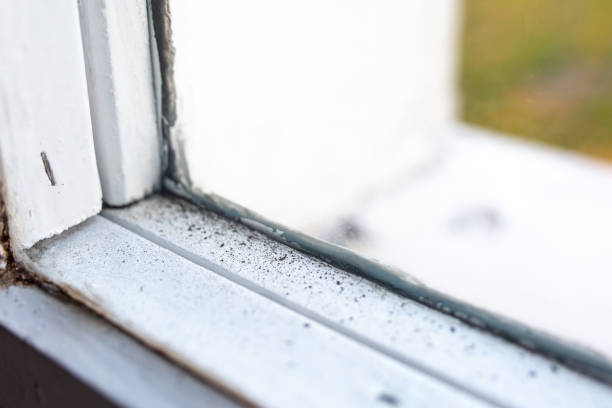 Best Water Damage & Mold Remediation  in Sartell, MN