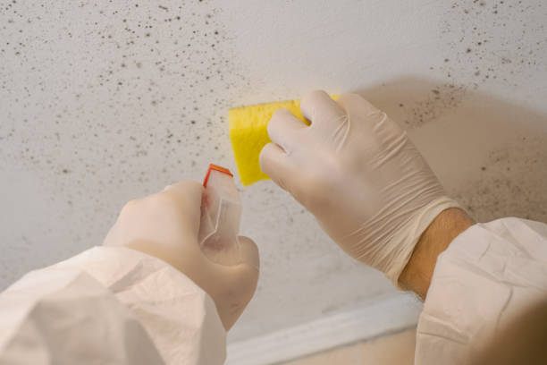 Best Black Mold Removal  in Sartell, MN