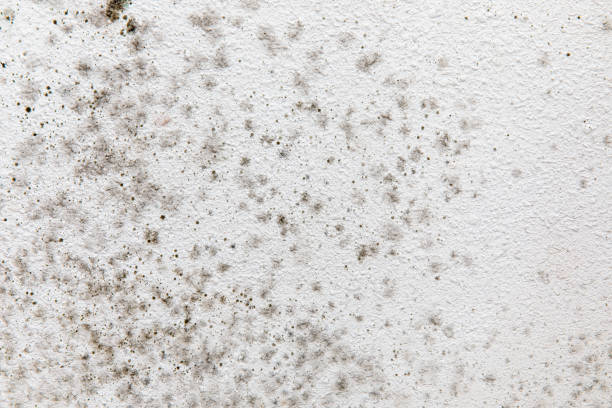Biohazard Mold Removal in Sartell, MN