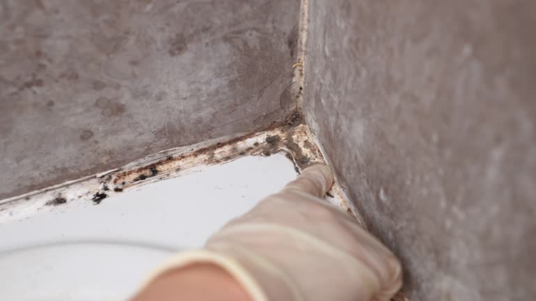 Professional Mold Removal in Sartell, MN