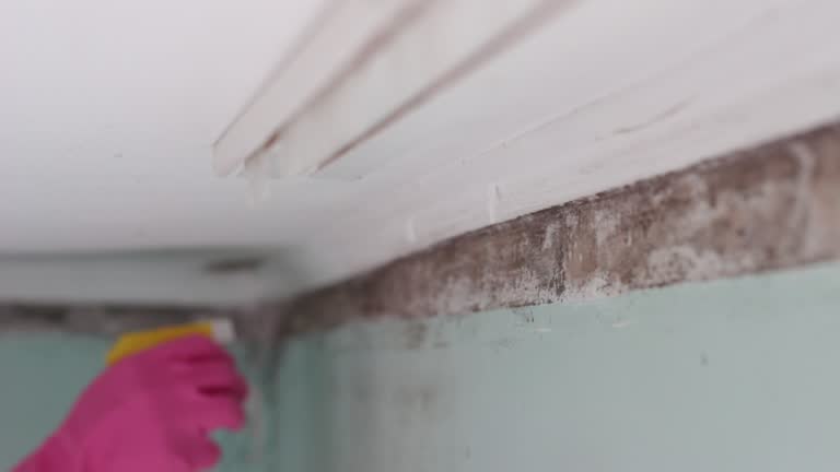 Best Mold Documentation for Insurance Claims  in Sartell, MN